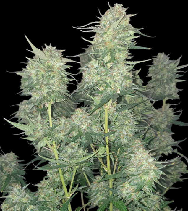 Ganja Runtz Auto