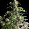 Ganja Runtz Auto
