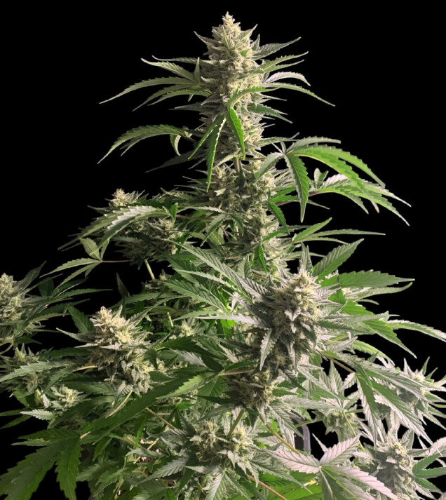 Ganja Runtz Auto