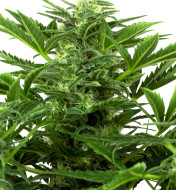 Mandarine Punch Auto