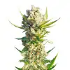 Alaskan Purple