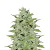 Sour Mac F1