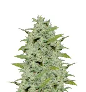 Sour Mac F1