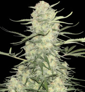 Amnesia F1 Fast