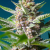 Purple Punch OG VÝPRODEJ
