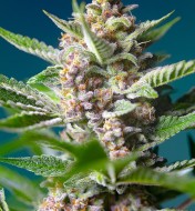 Purple Punch OG VÝPRODEJ