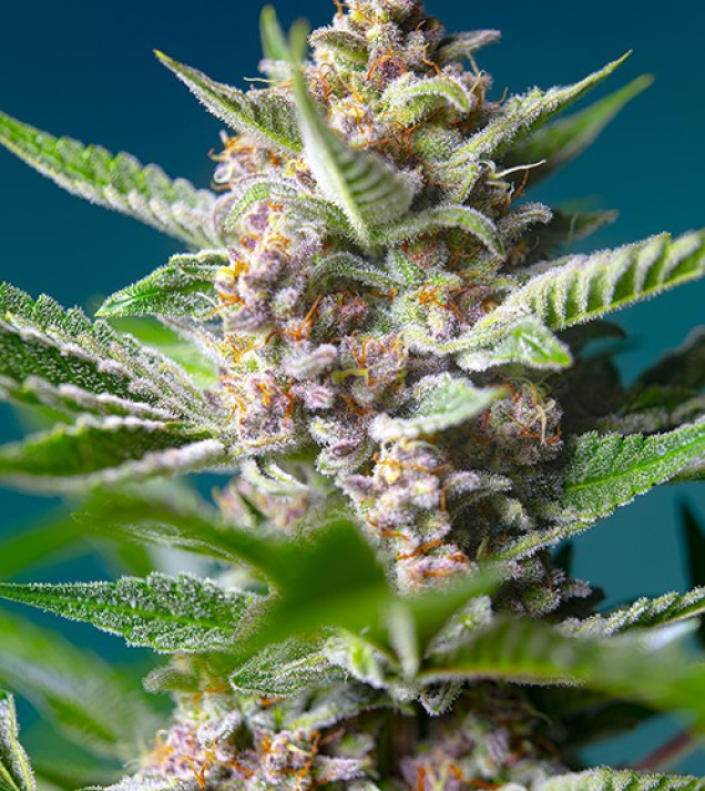 Purple Punch OG VÝPRODEJ