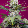 Sweet Mandarine Zkittlez XL Auto VÝPRODEJ