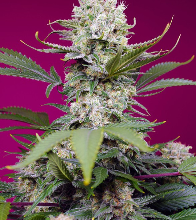 Sweet Mandarine Zkittlez XL Auto VÝPRODEJ