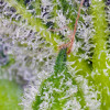 Sweet Mandarine Zkittlez XL Auto VÝPRODEJ