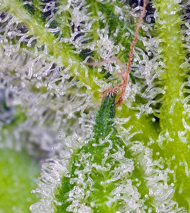 Sweet Mandarine Zkittlez XL Auto VÝPRODEJ