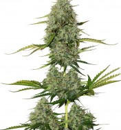 BCN Critical XXL Auto VÝPRODEJ