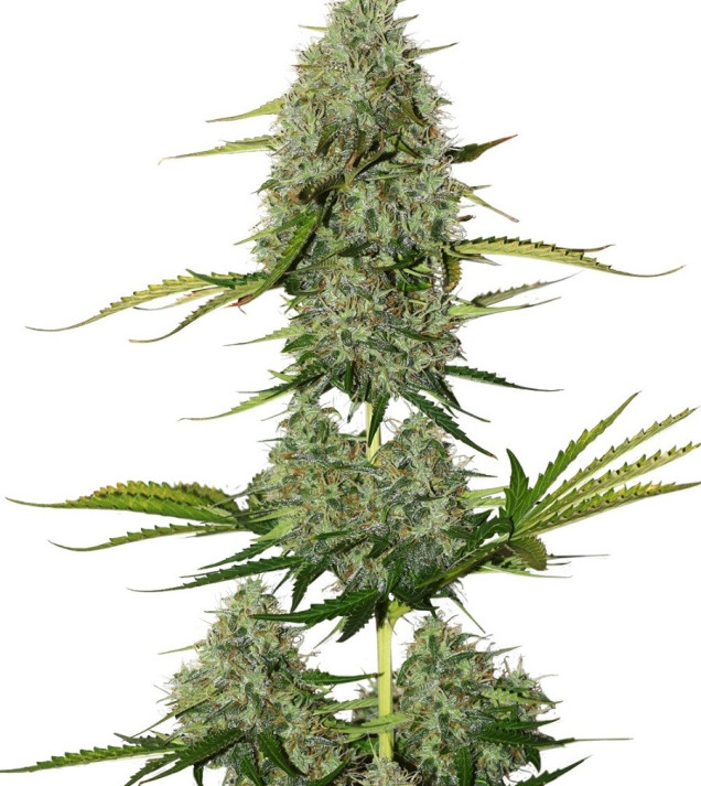 BCN Critical XXL Auto VÝPRODEJ
