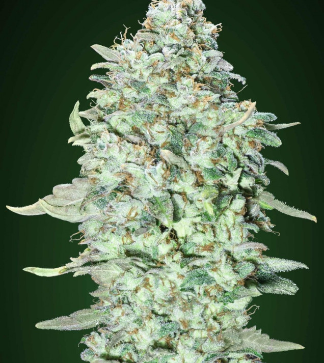 OG Kush SFV VÝPRODEJ