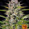 Gorilla Zkittlez Auto VÝPRODEJ