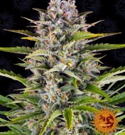 Gorilla Zkittlez Auto VÝPRODEJ