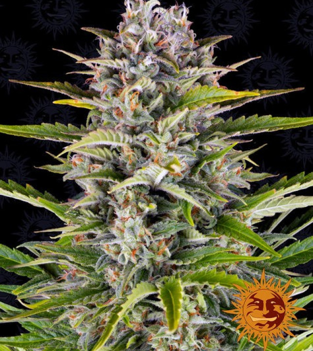 Gorilla Zkittlez Auto VÝPRODEJ
