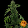 Pineapple Express Auto VÝPRODEJ