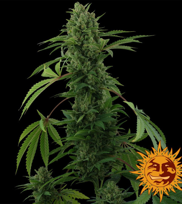 Pineapple Express Auto VÝPRODEJ