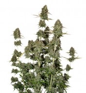 BCN Power Plant Auto VÝPRODEJ