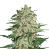 Big Bud VÝPRODEJ