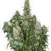 Big Bud Auto VÝPRODEJ