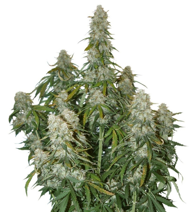 Big Bud Auto VÝPRODEJ