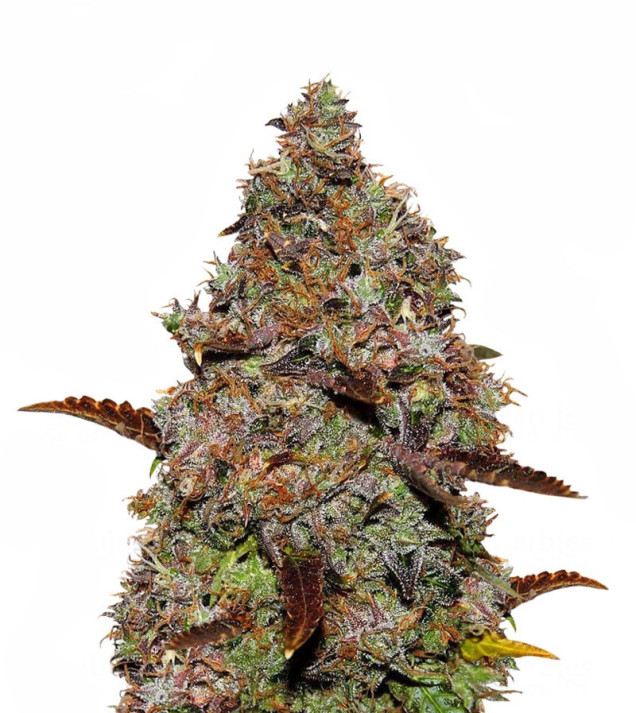 Gelato 41 VÝPRODEJ