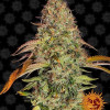 Zkittlez OG Auto VÝPRODEJ