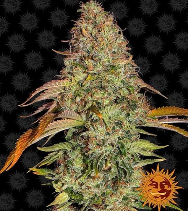 Zkittlez OG Auto VÝPRODEJ