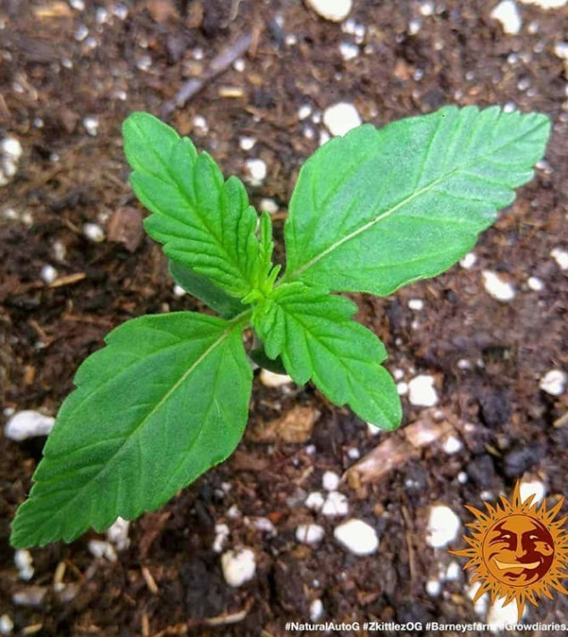 Zkittlez OG Auto VÝPRODEJ