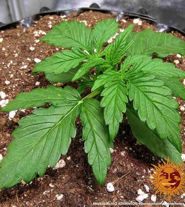 Zkittlez OG Auto VÝPRODEJ