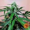Zkittlez OG Auto VÝPRODEJ