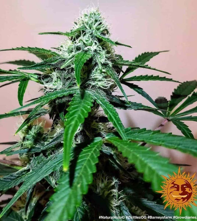 Zkittlez OG Auto VÝPRODEJ