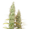 Santa Marta Haze Auto VÝPRODEJ