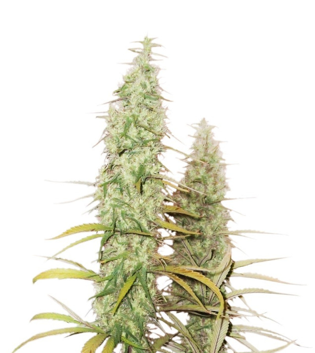 Santa Marta Haze Auto VÝPRODEJ
