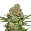 White Widow Auto VÝPRODEJ