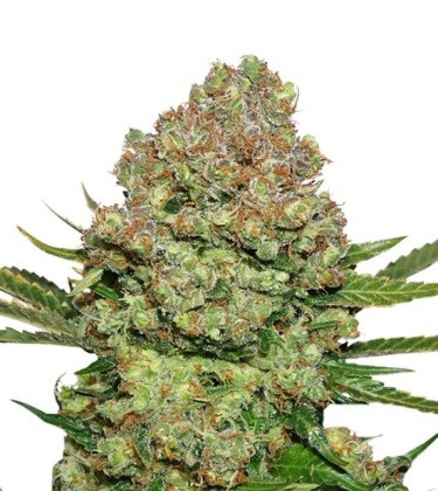 White Widow Auto VÝPRODEJ