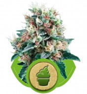 Royal Creamatic VÝPRODEJ