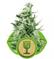 Royal Critical Automatic VÝPRODEJ