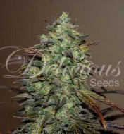 Eleven Roses VÝPRODEJ