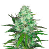 Hash Plant VÝPRODEJ