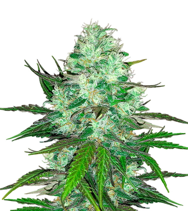 Hash Plant VÝPRODEJ
