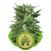 Royal Kush Automatic VÝPRODEJ