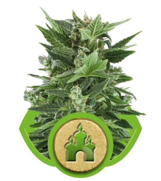 Royal Kush Automatic VÝPRODEJ