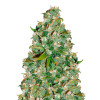 OG Kush VÝPRODEJ
