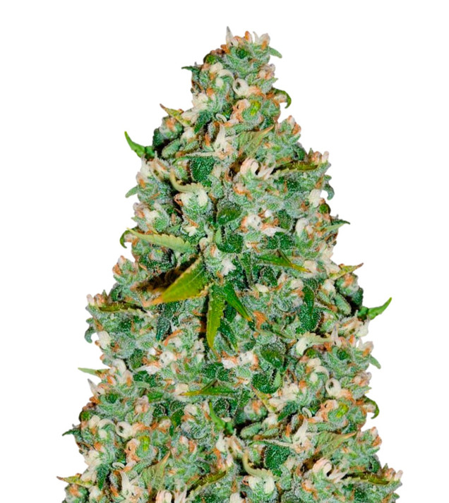 OG Kush VÝPRODEJ