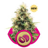 Somango XL VÝPRODEJ