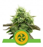 Sweet ZZ Auto VÝPRODEJ