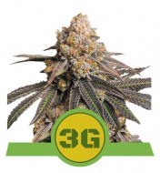 Triple G Auto VÝPRODEJ